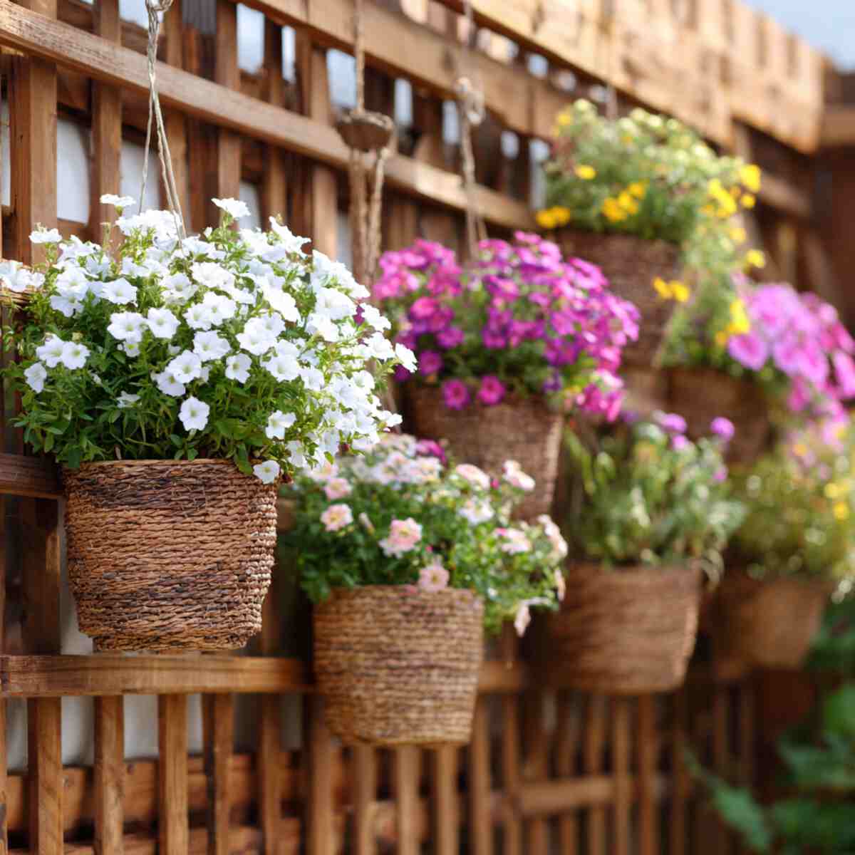 Over-Fence Hanging Baskets