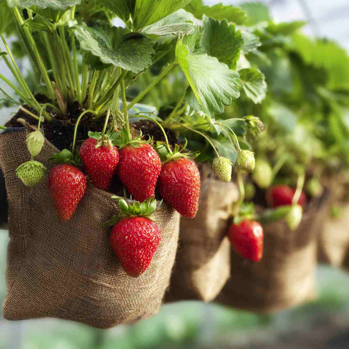 Strawberries