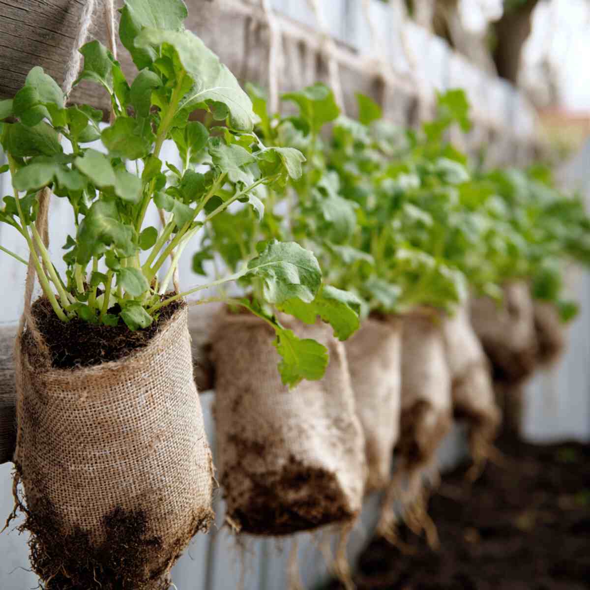 Radishes