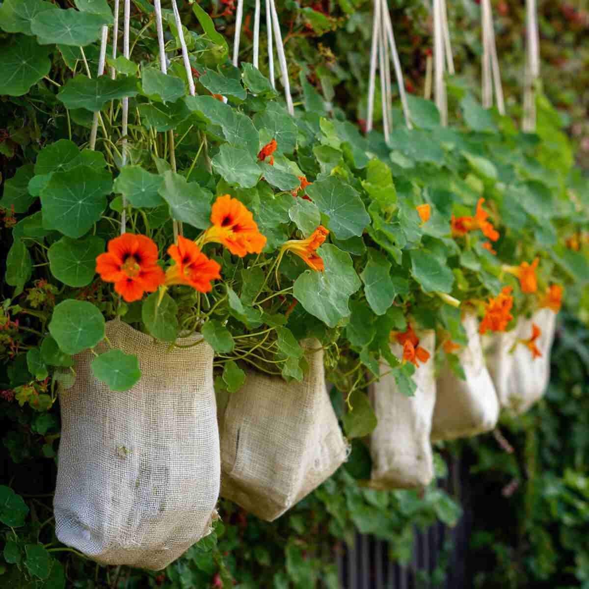 Nasturtiums