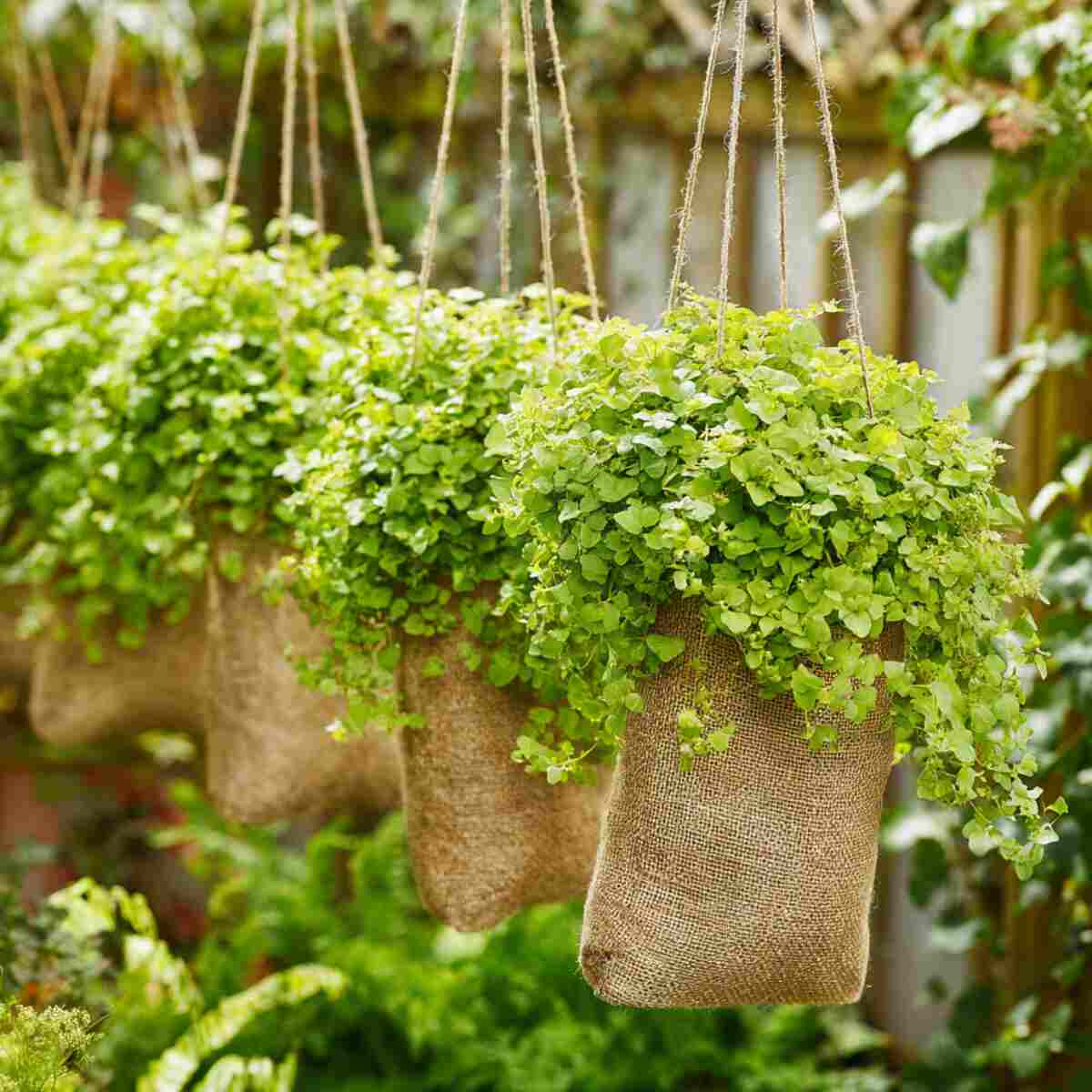 Creeping Jenny