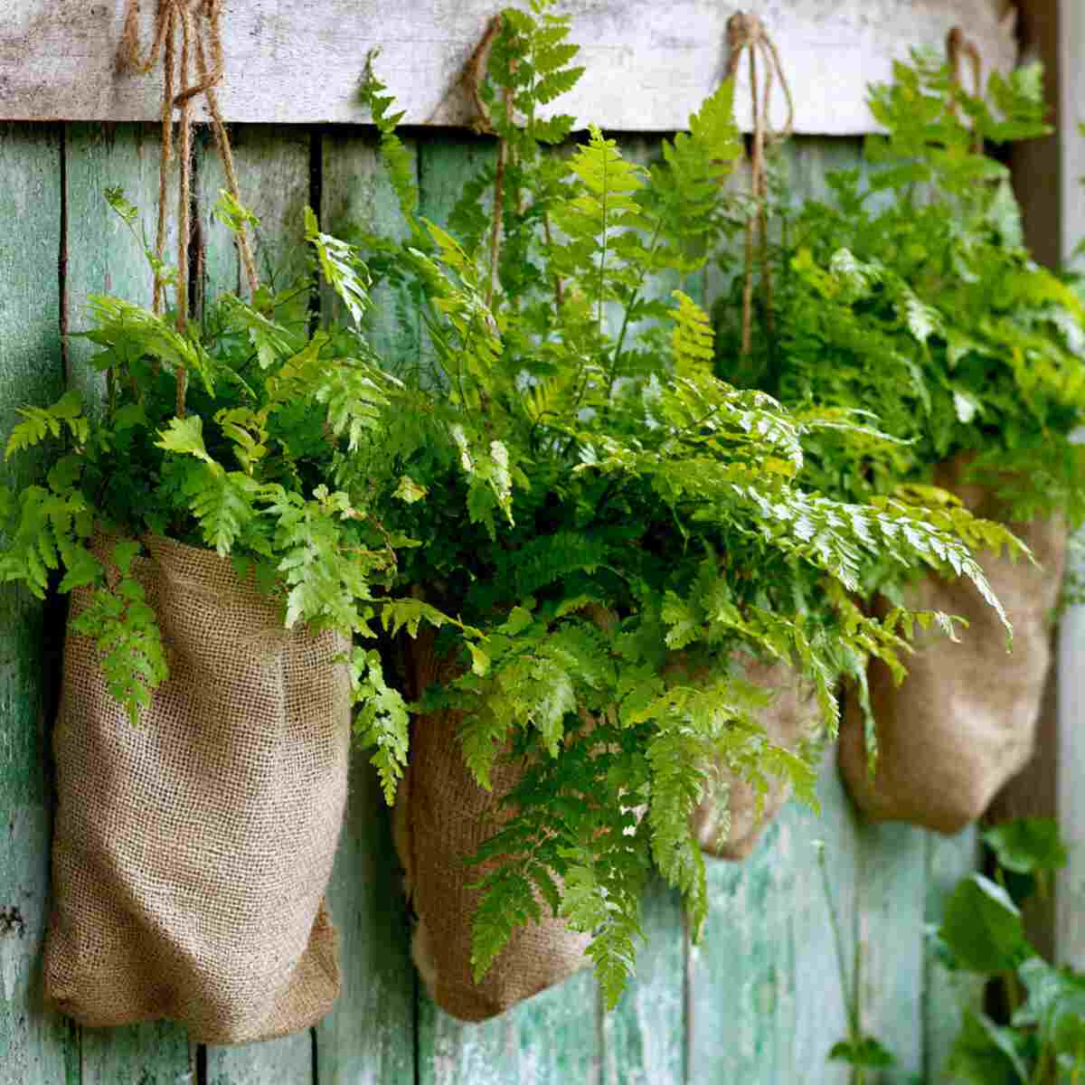 Ferns