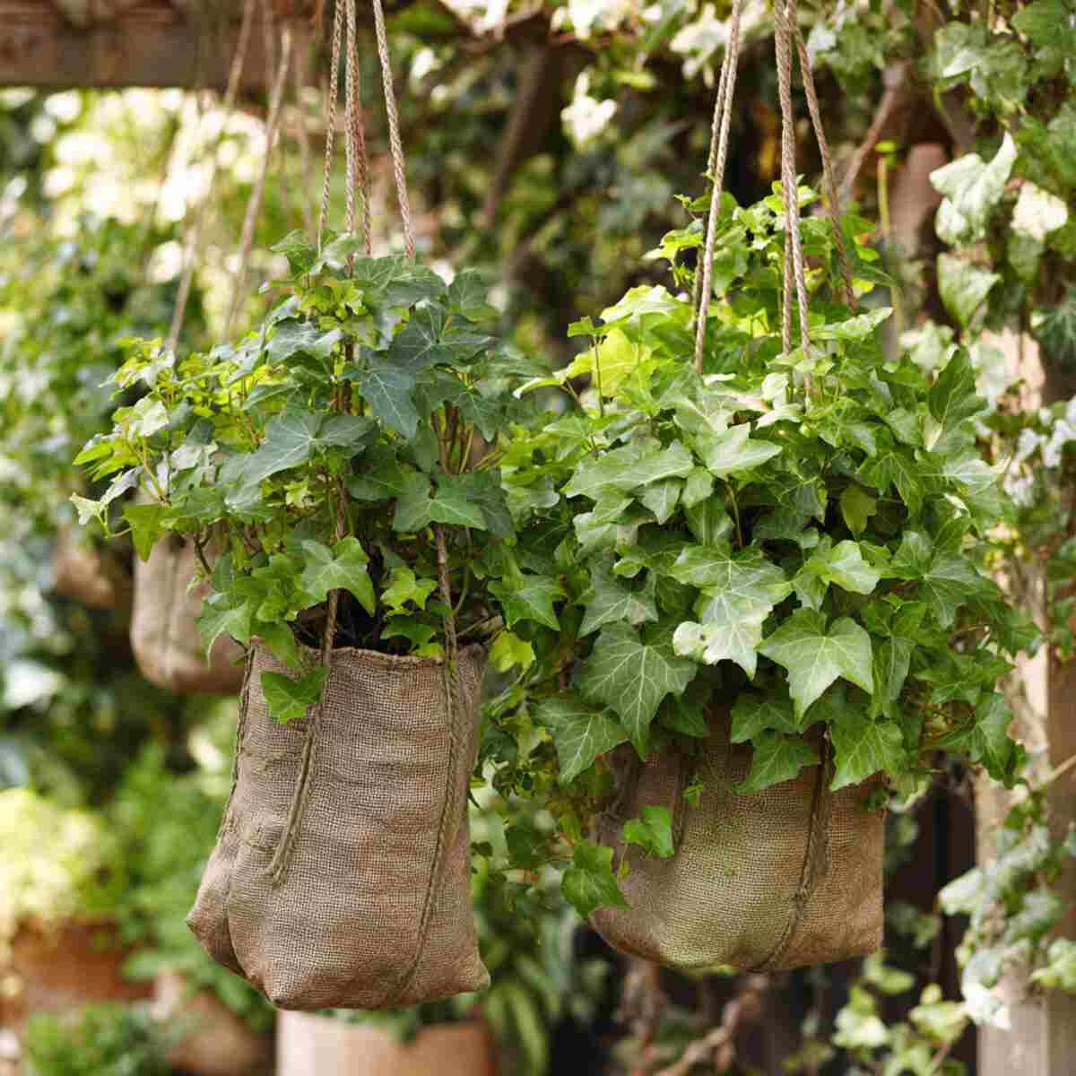English Ivy