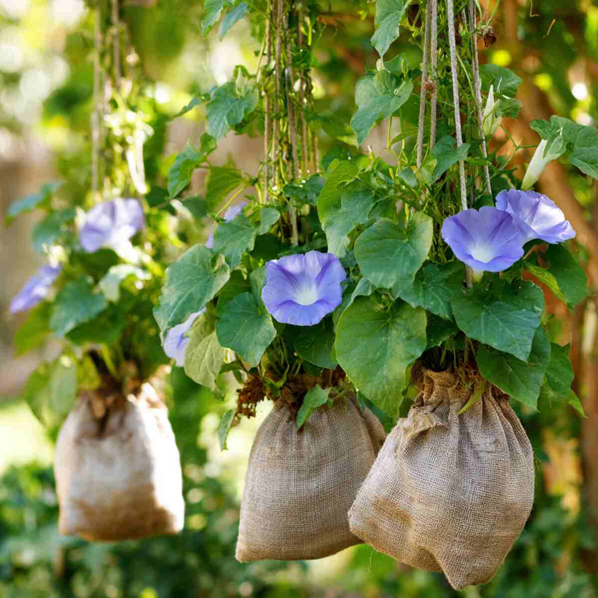 Morning Glory