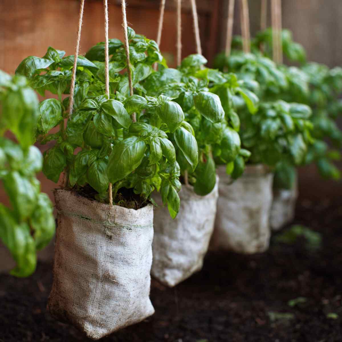 Basil