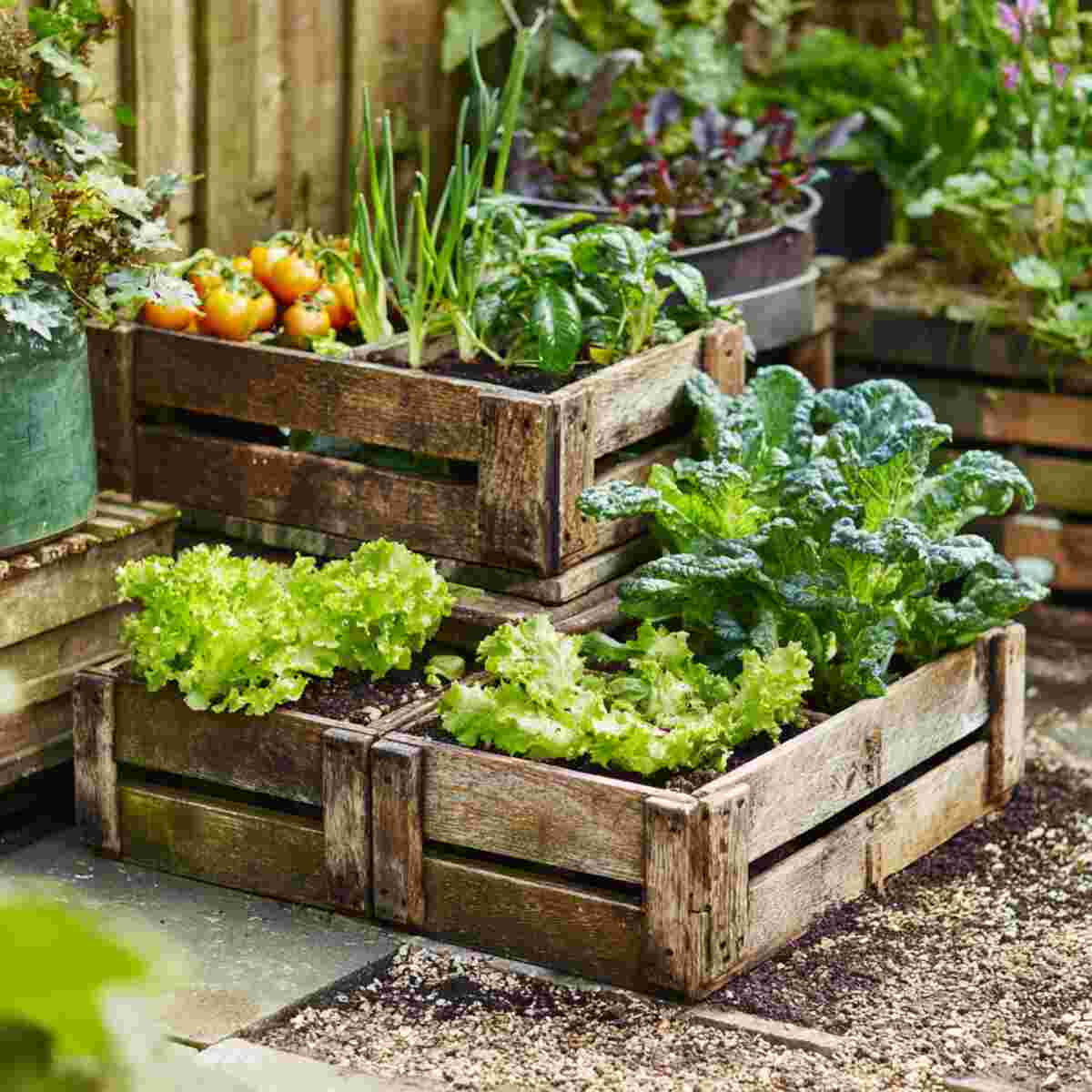 Mini Vegetable Patch