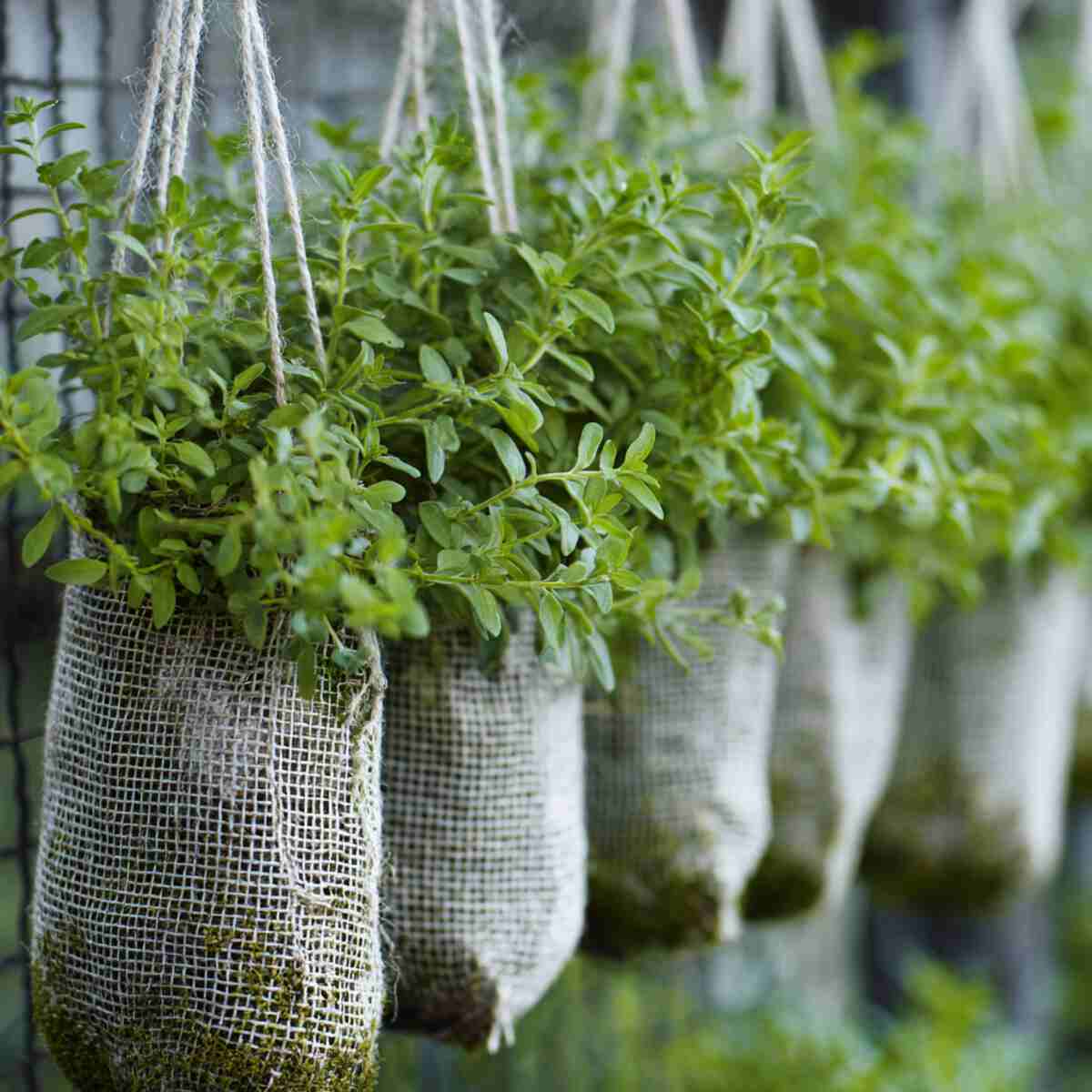 Thyme