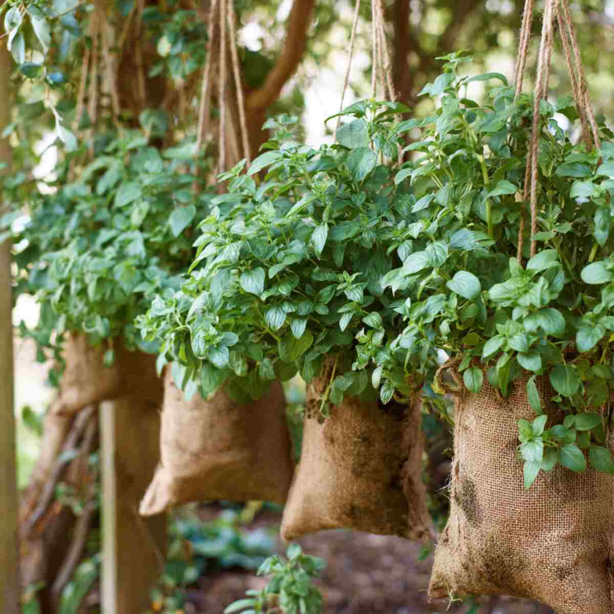 Oregano