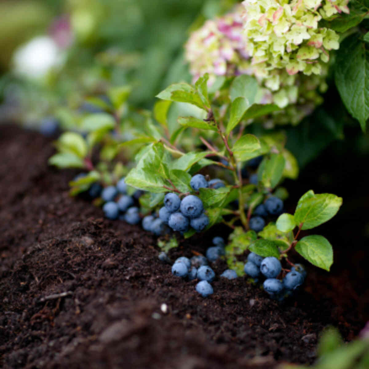 Blueberry and Hydrangea Soil Acidifier