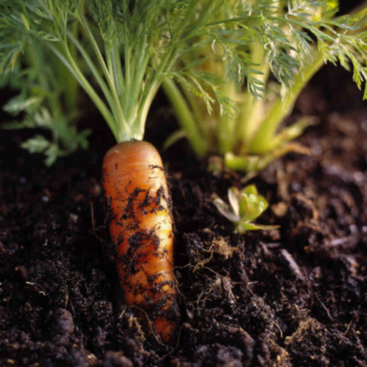 Carrot Seed Companion When Sowing