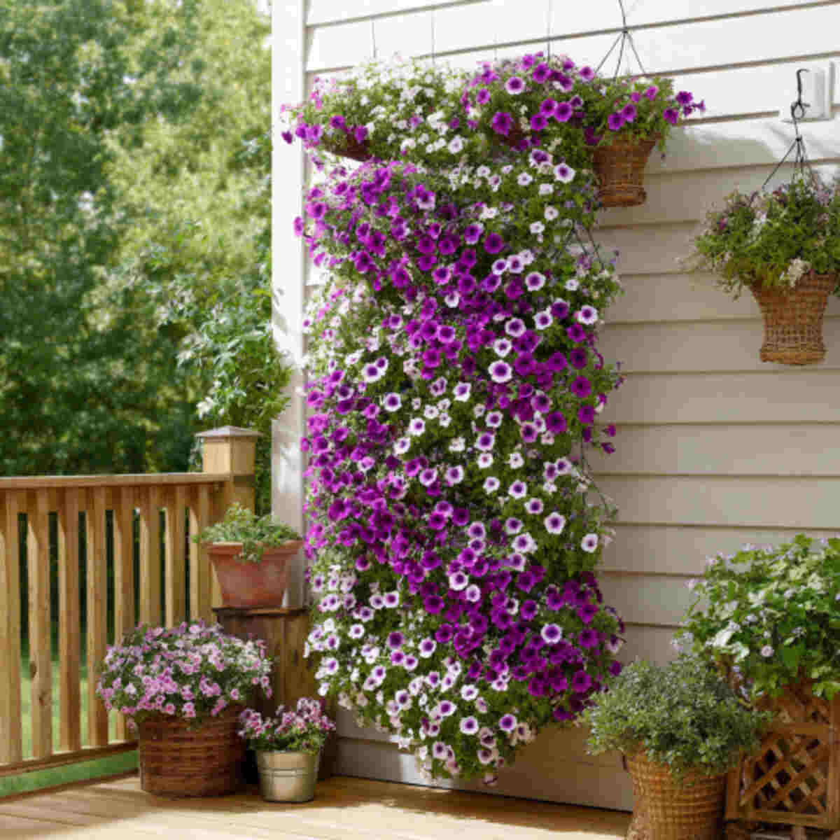 Cascading Petunia Display