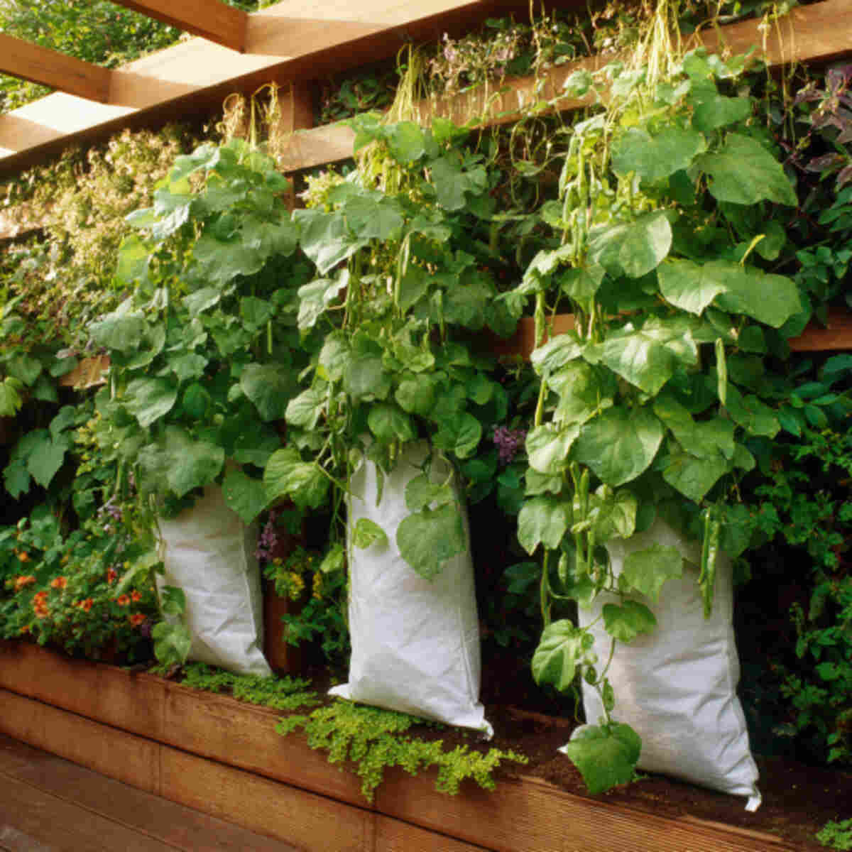 Climbing Bean Bags