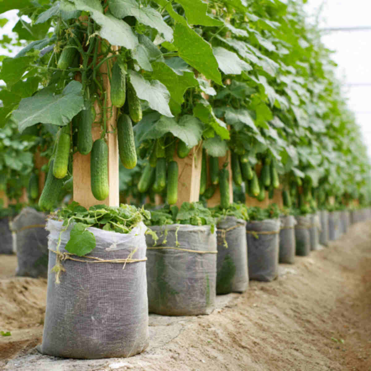 Cucumbers in Large Upright Bags with Support