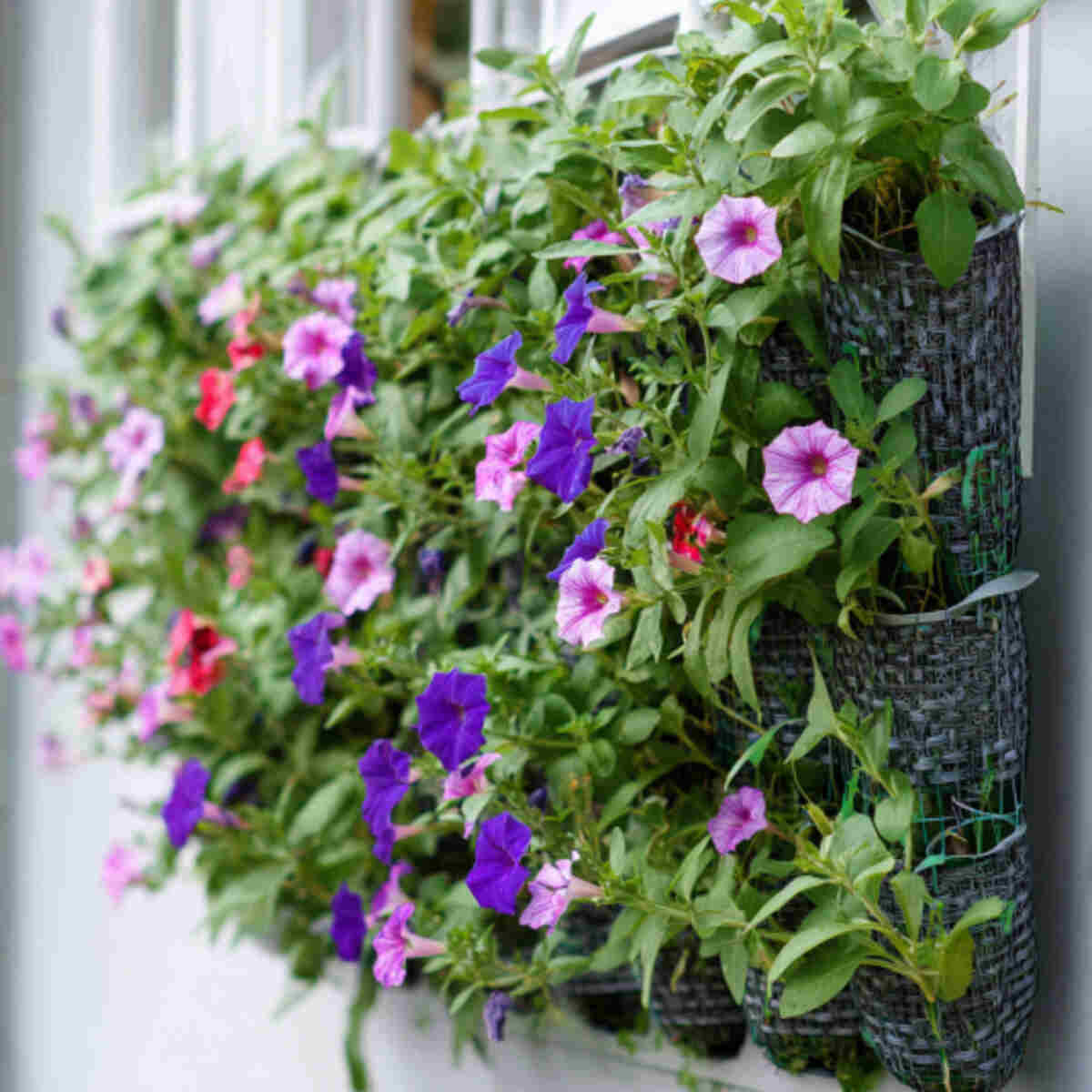 Edible Flower Grow Bags