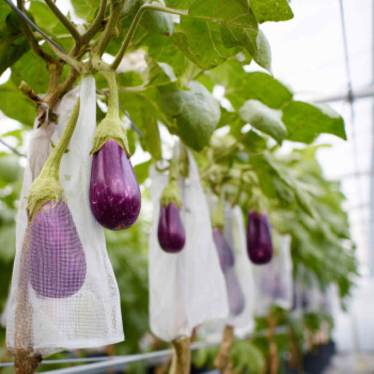 Eggplants in Breathable Bags