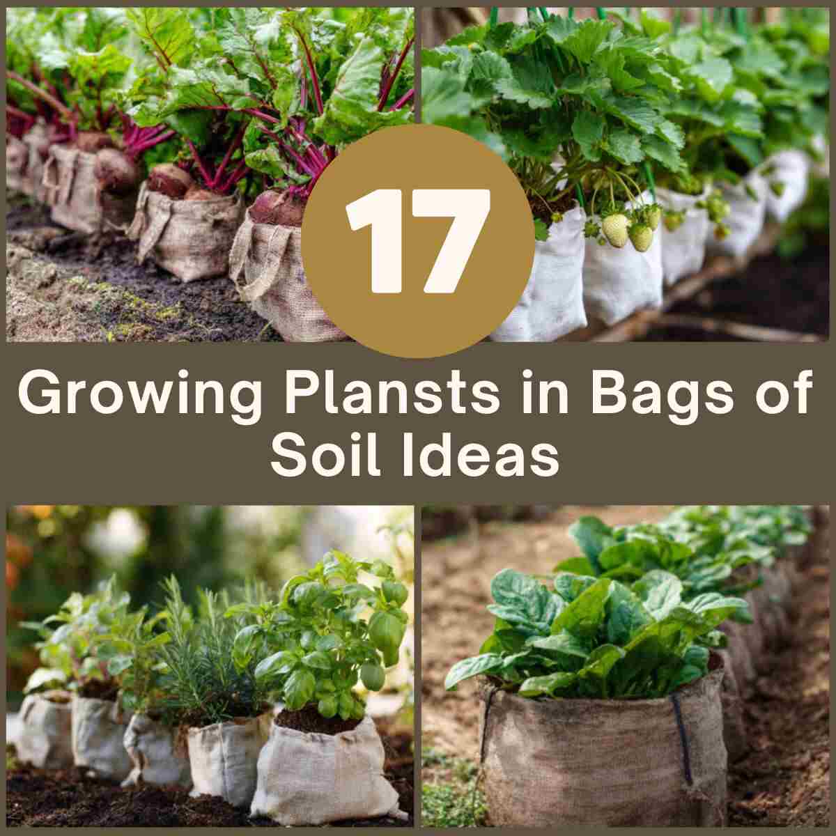 Grow Plants in Soil Bags