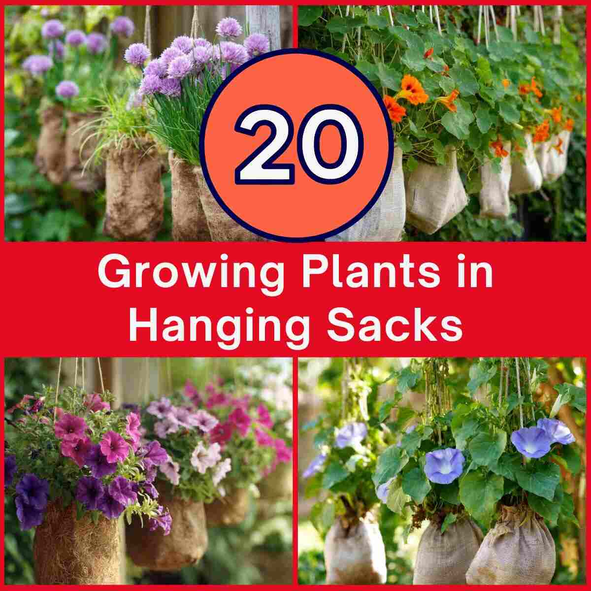 Growing Plants in Hanging Sacks