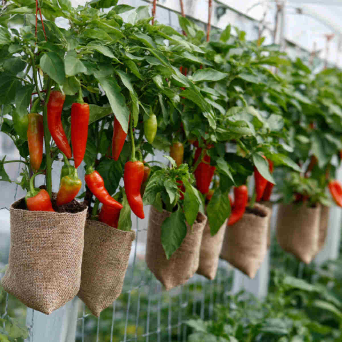 Hanging Chili Pepper Pouches