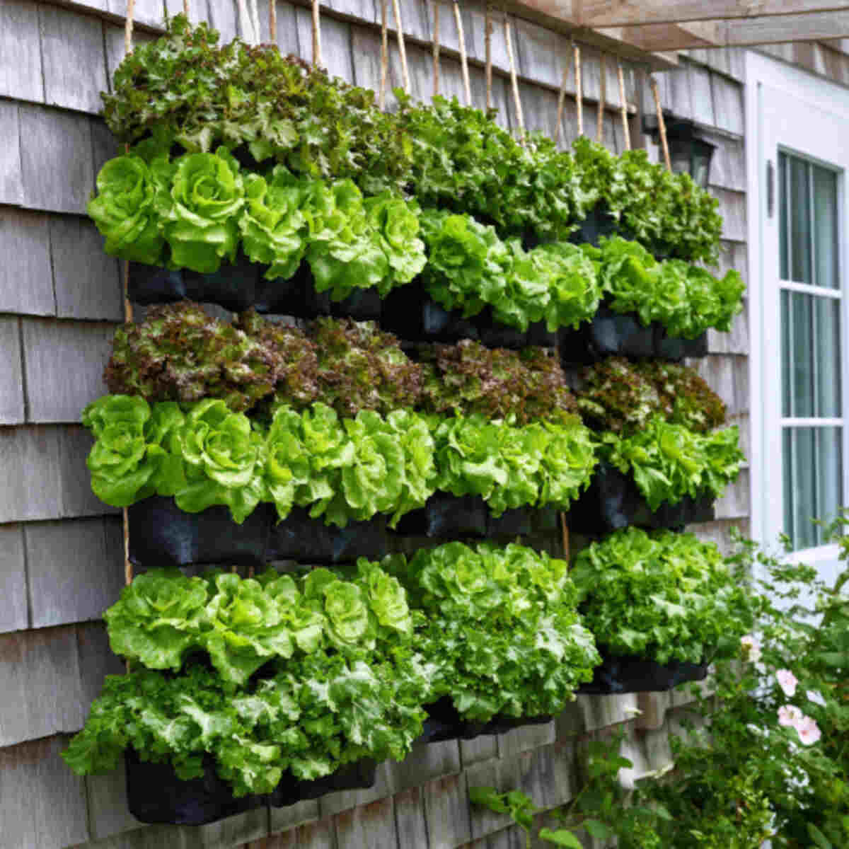 Hanging Lettuce Tiers
