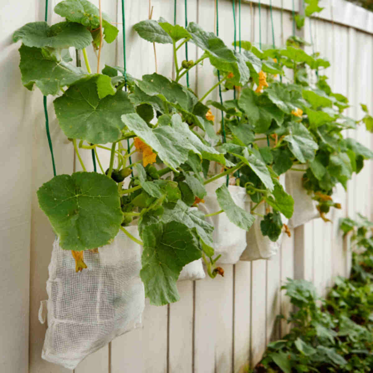 Hanging Squash Vines
