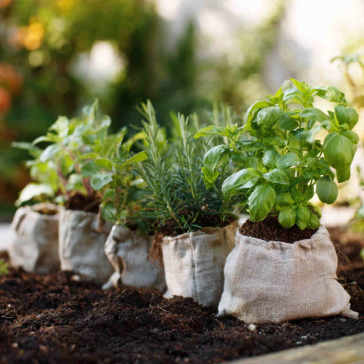 Herbs in Small Fabric Pouches