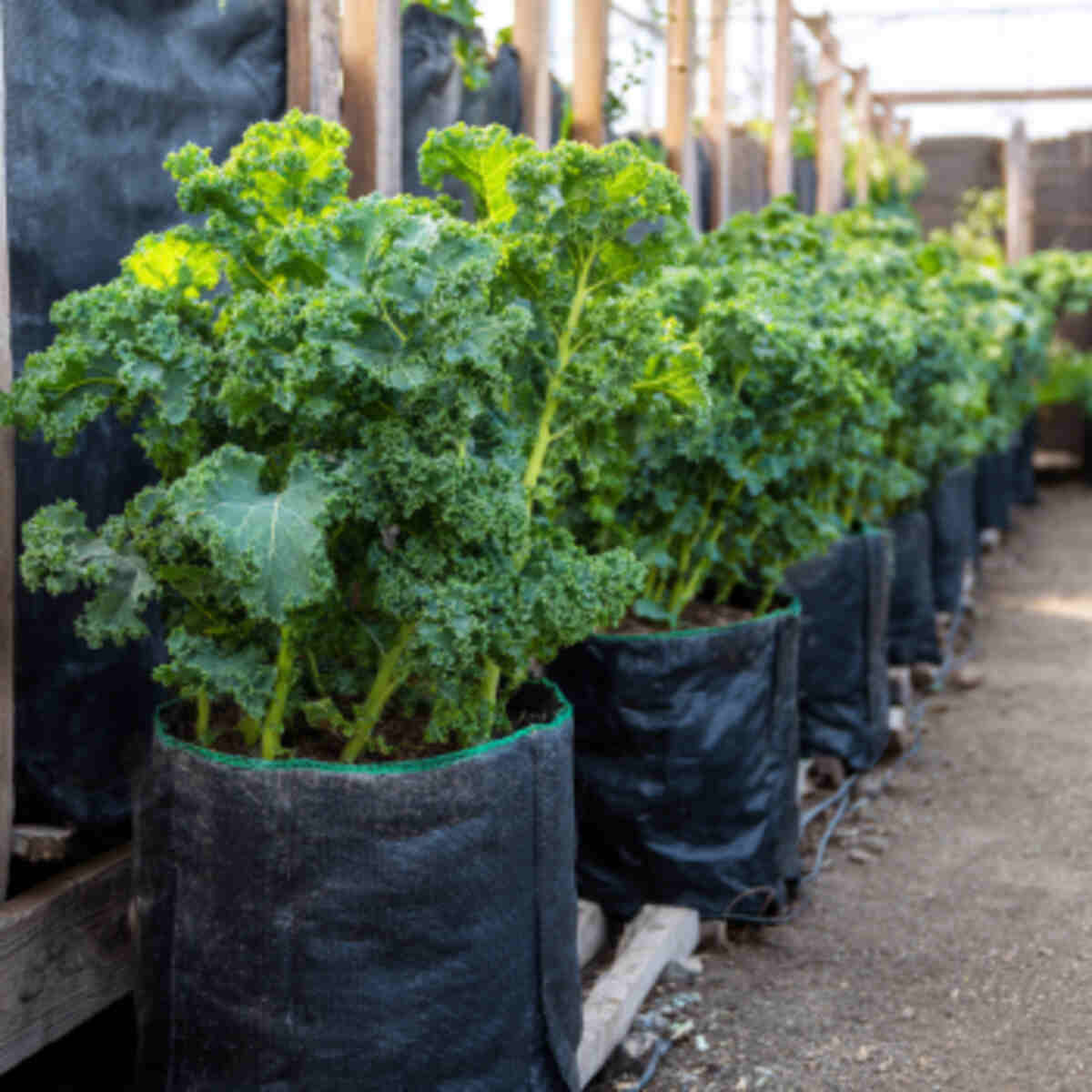 Kale in Tall Grow Bags