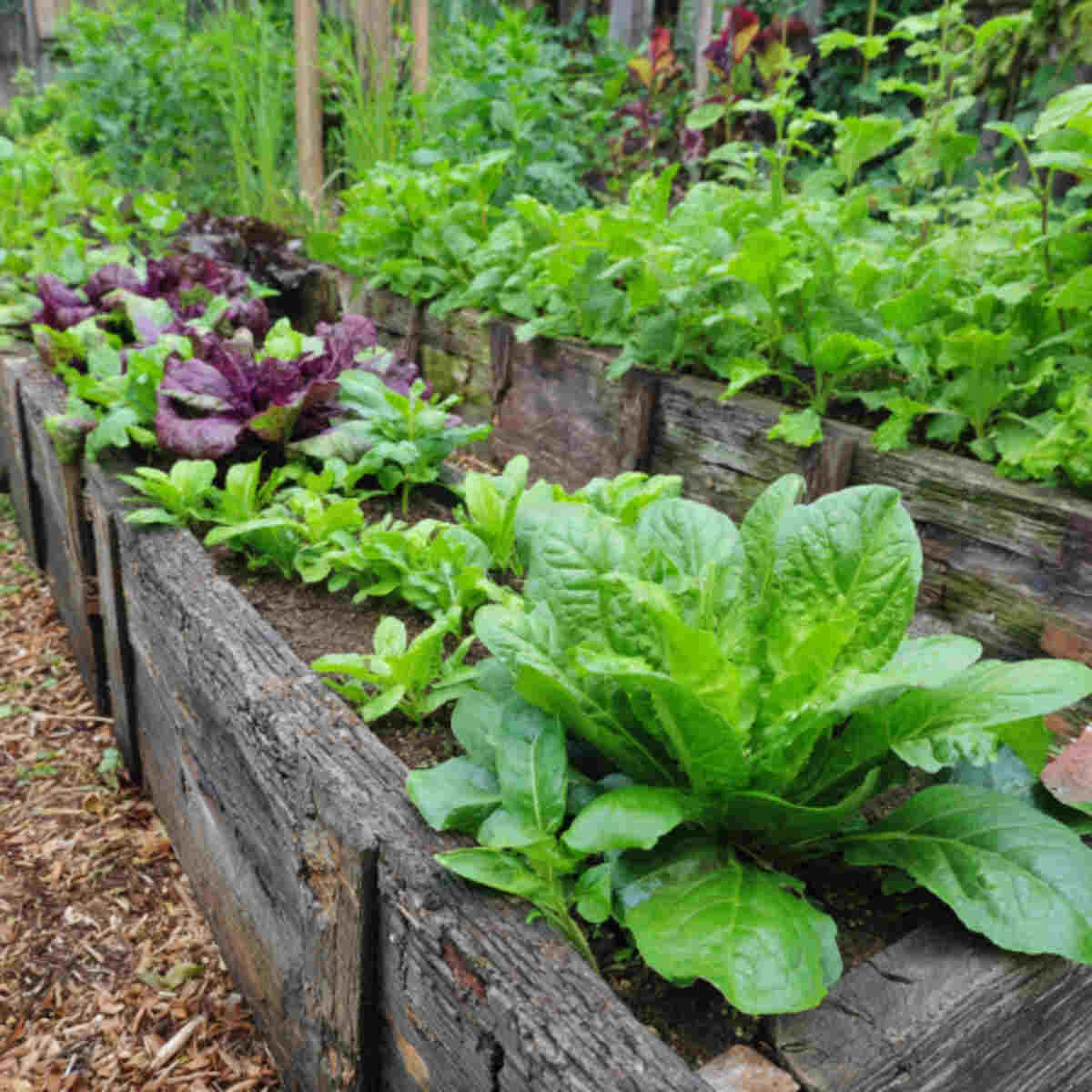 Leafy Greens Growth Support