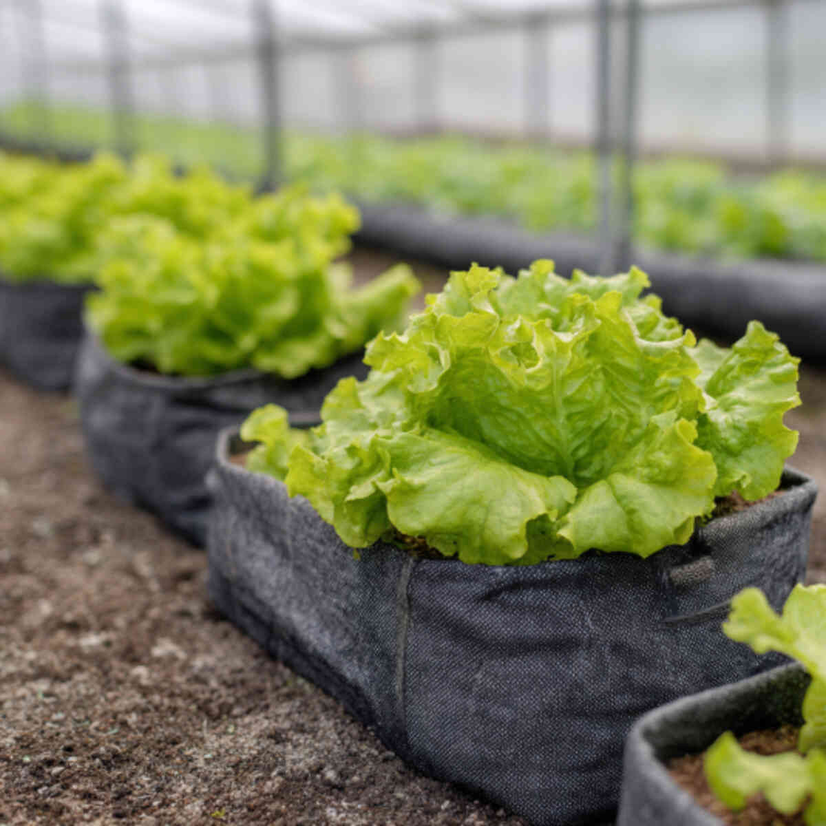 Lettuce in Shallow Tote Bags