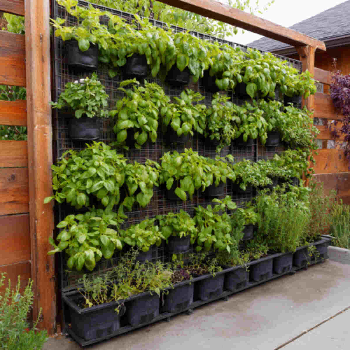 Medicinal Plant Panel