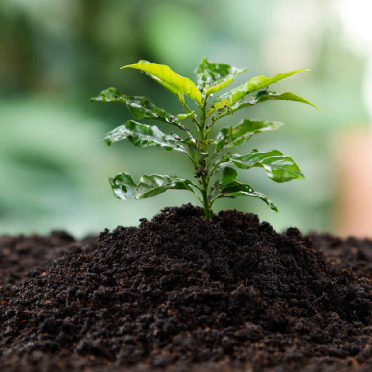 Microbial Life Enhancer in Soil
