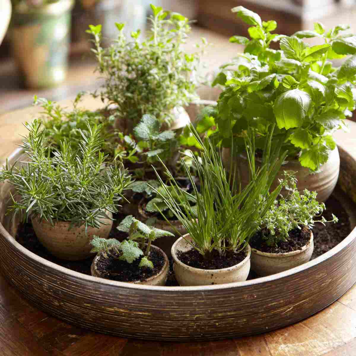 Mini Herb Garden-resized
