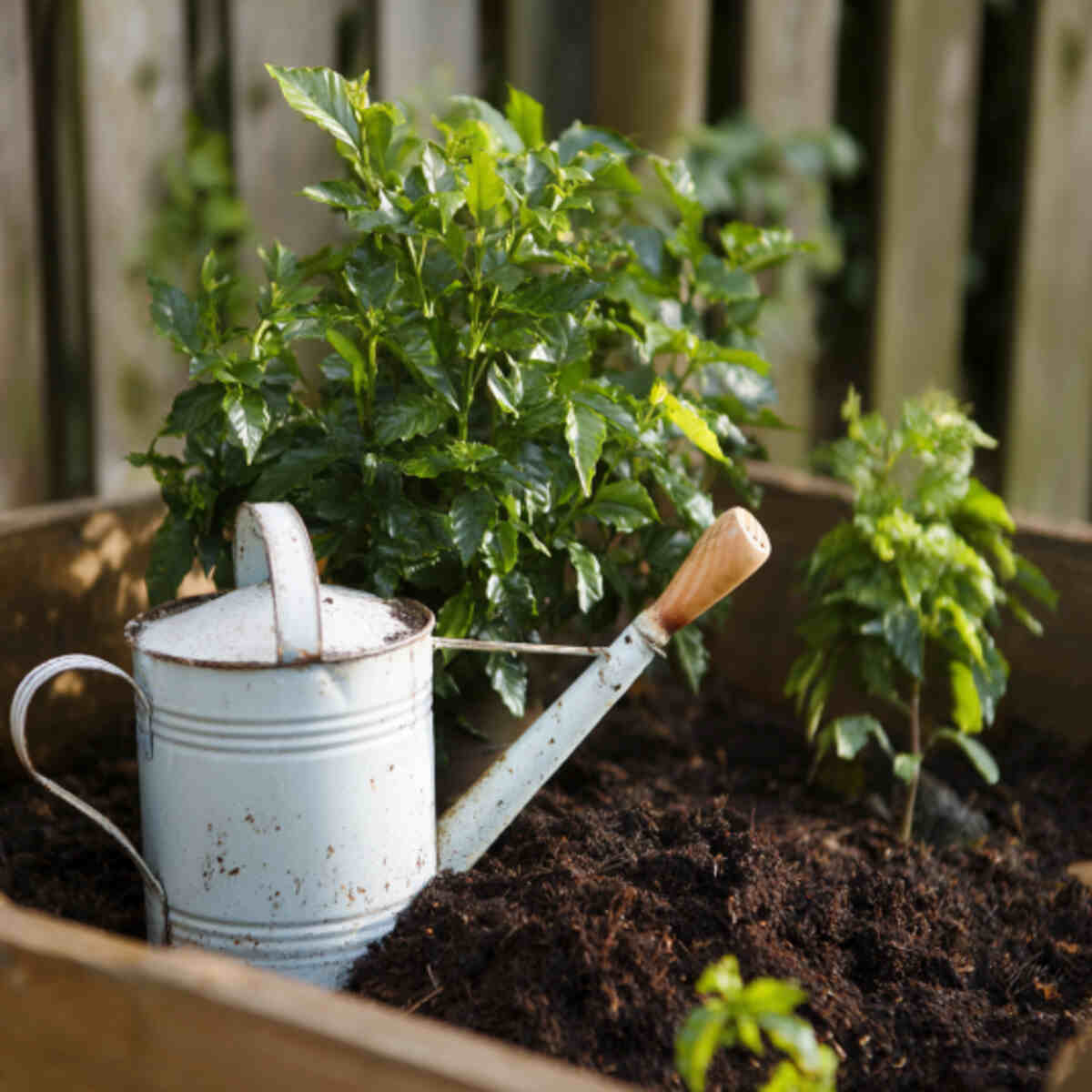 Mulch Enhancer
