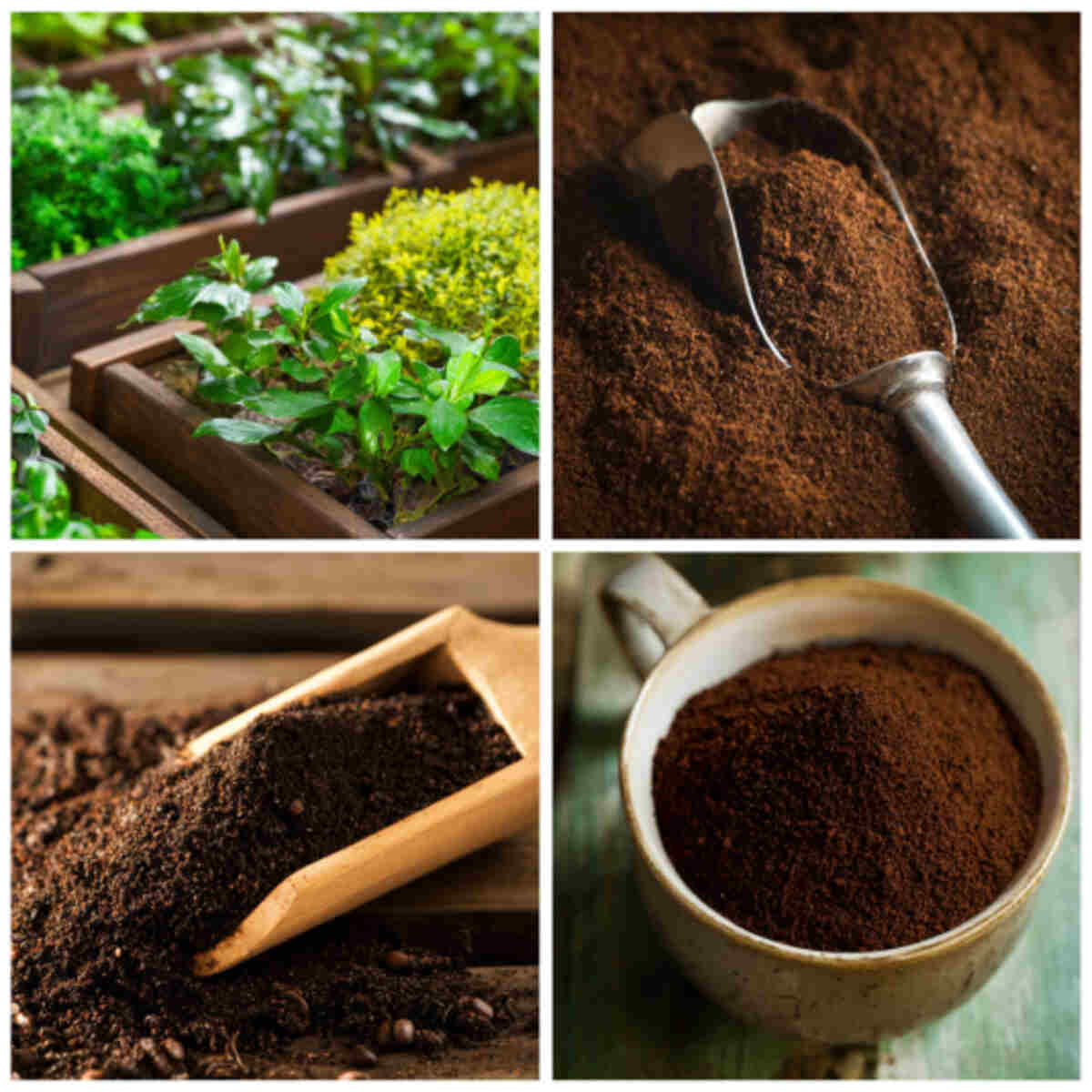  Natural Fertilizer for Acid-Loving Plants