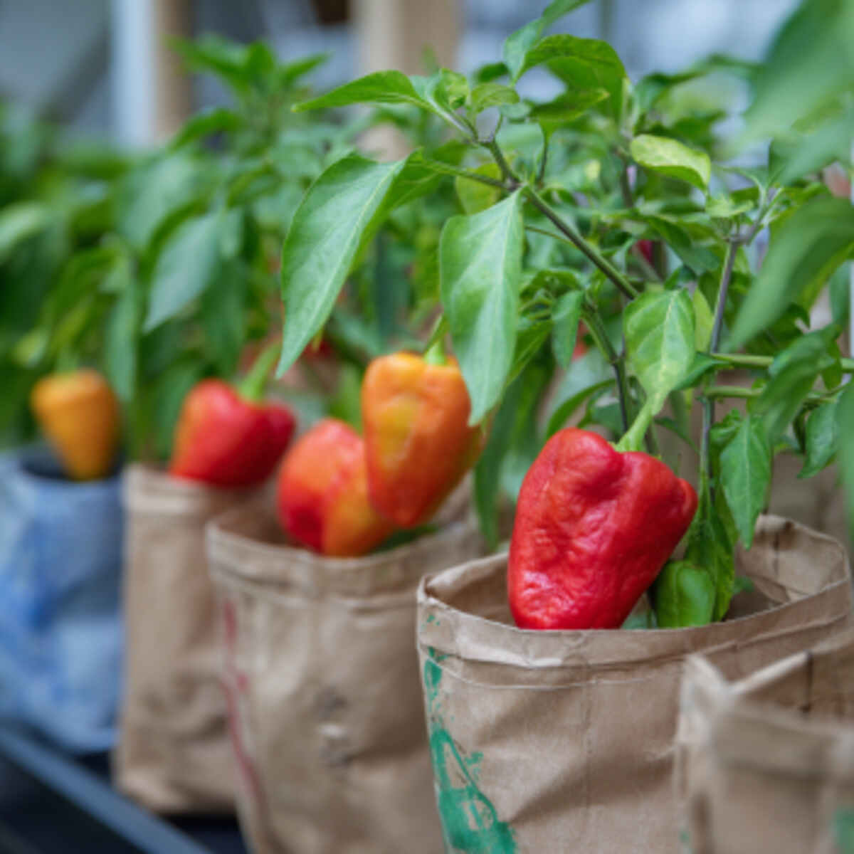 Peppers in Recycled Shopping Bags