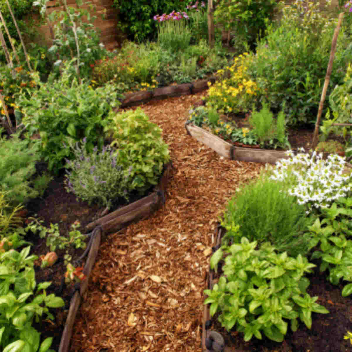 Pest Repellent Around Garden Beds
