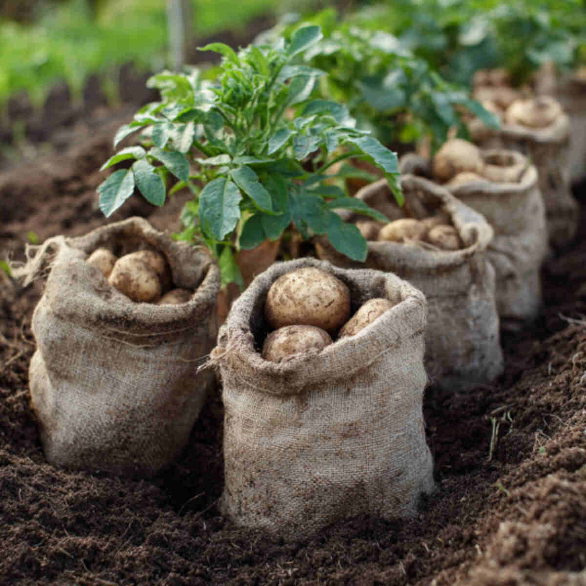Potatoes in Soil Sacks