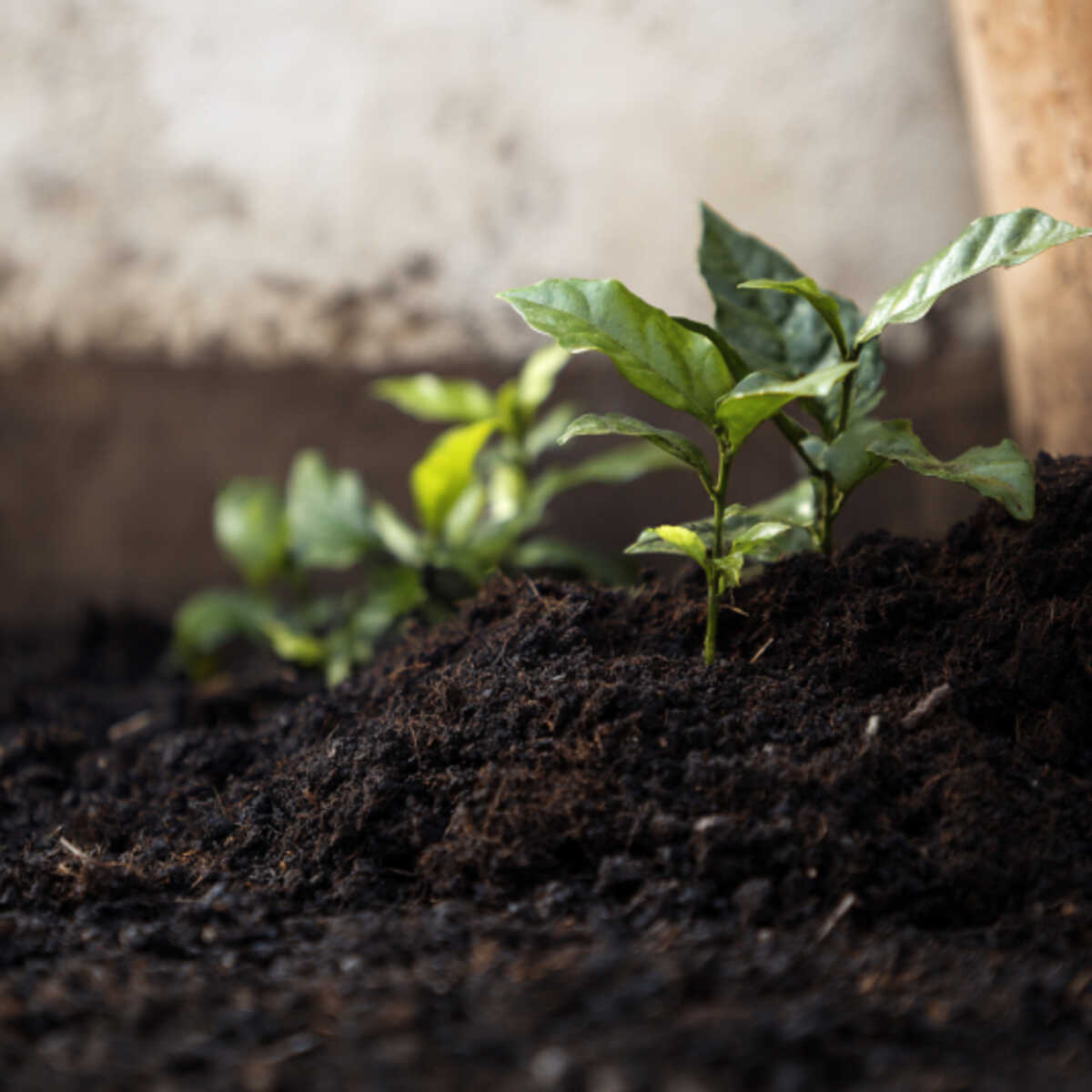 Root Growth Stimulant