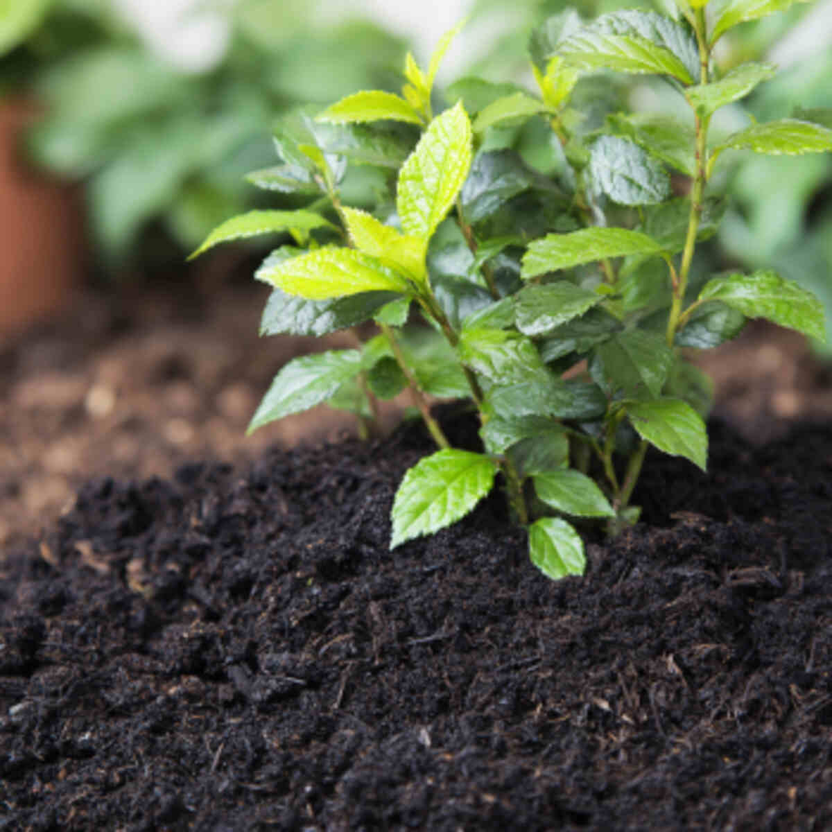 Mulch Enhancer
