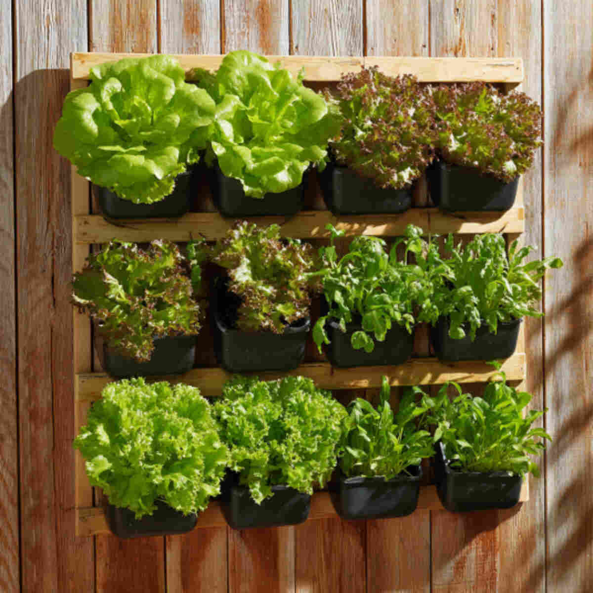 Salad Greens Wall