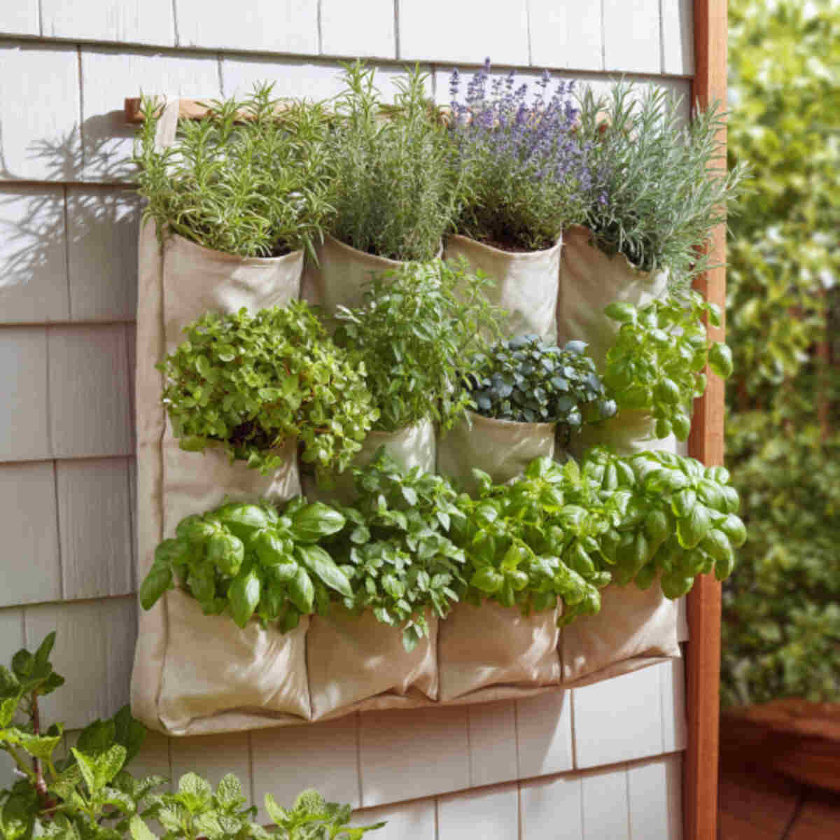 Scented Garden (Lavender, Mint, Basil)