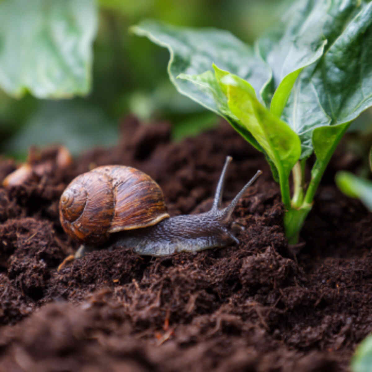 Slug and Snail Deterrent