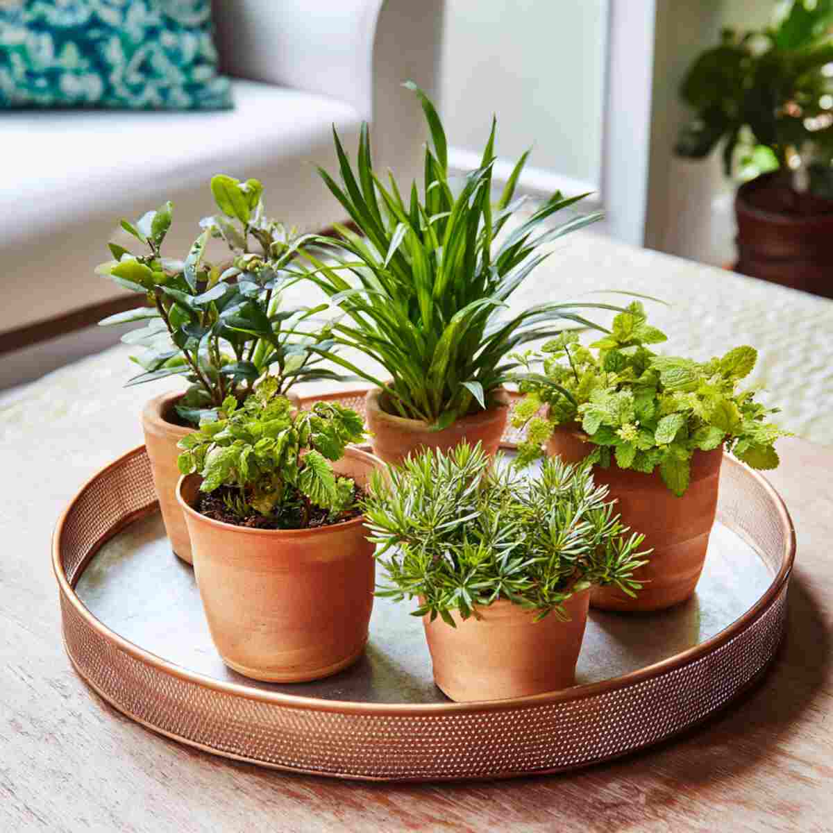 Small Potted Plants-resized