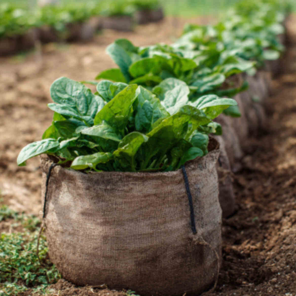 Spinach in Wide Soil Bags