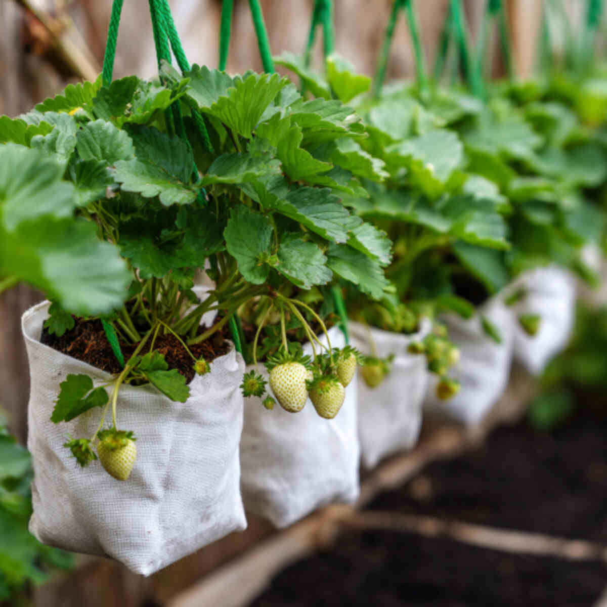 Strawberries in Hanging Soil Bags
