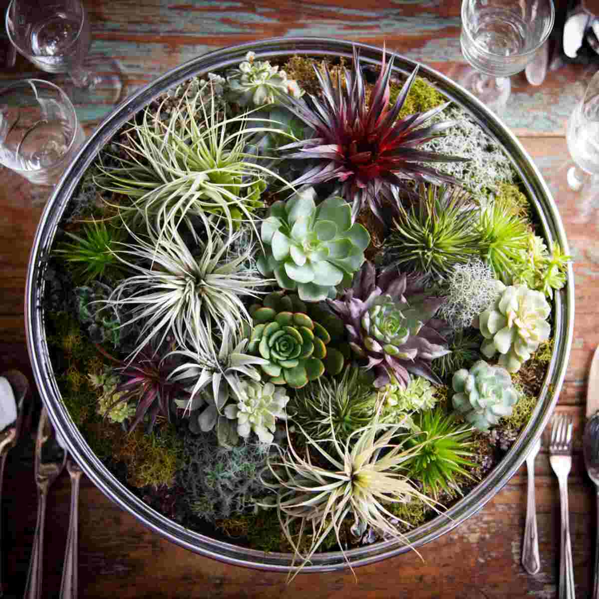 Succulent and Air Plant Mix-resized