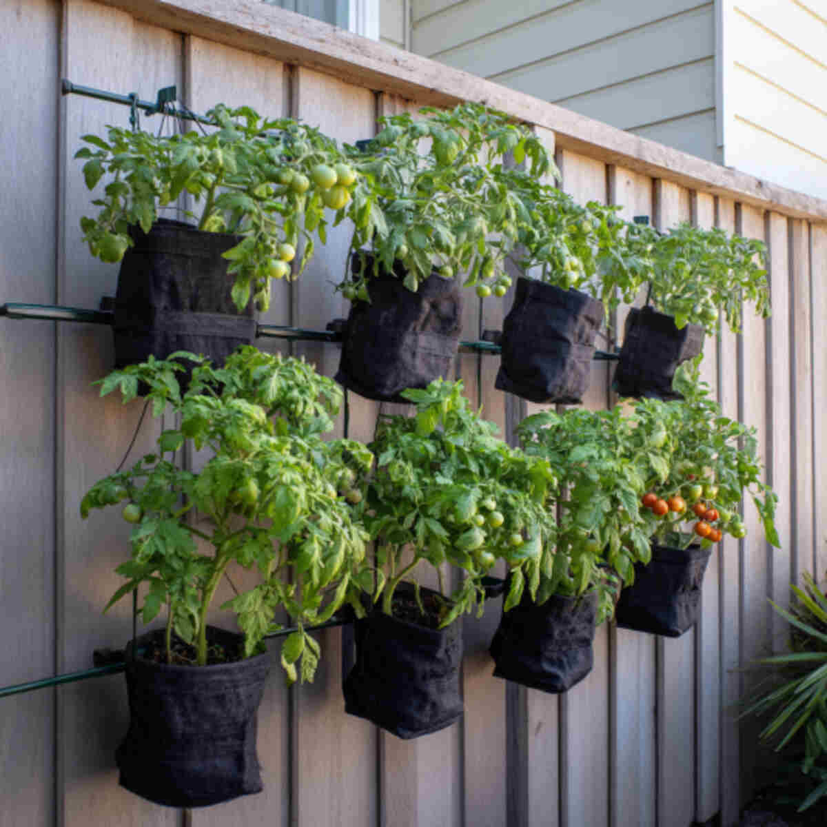 Tomato Grow Wall