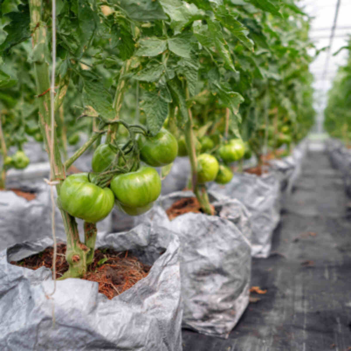 Tomatoes in Grow Bags