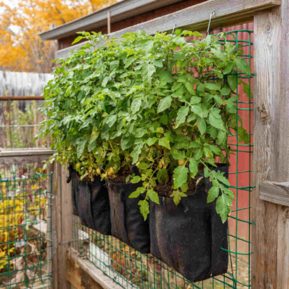 Vertical Potato Grow System
