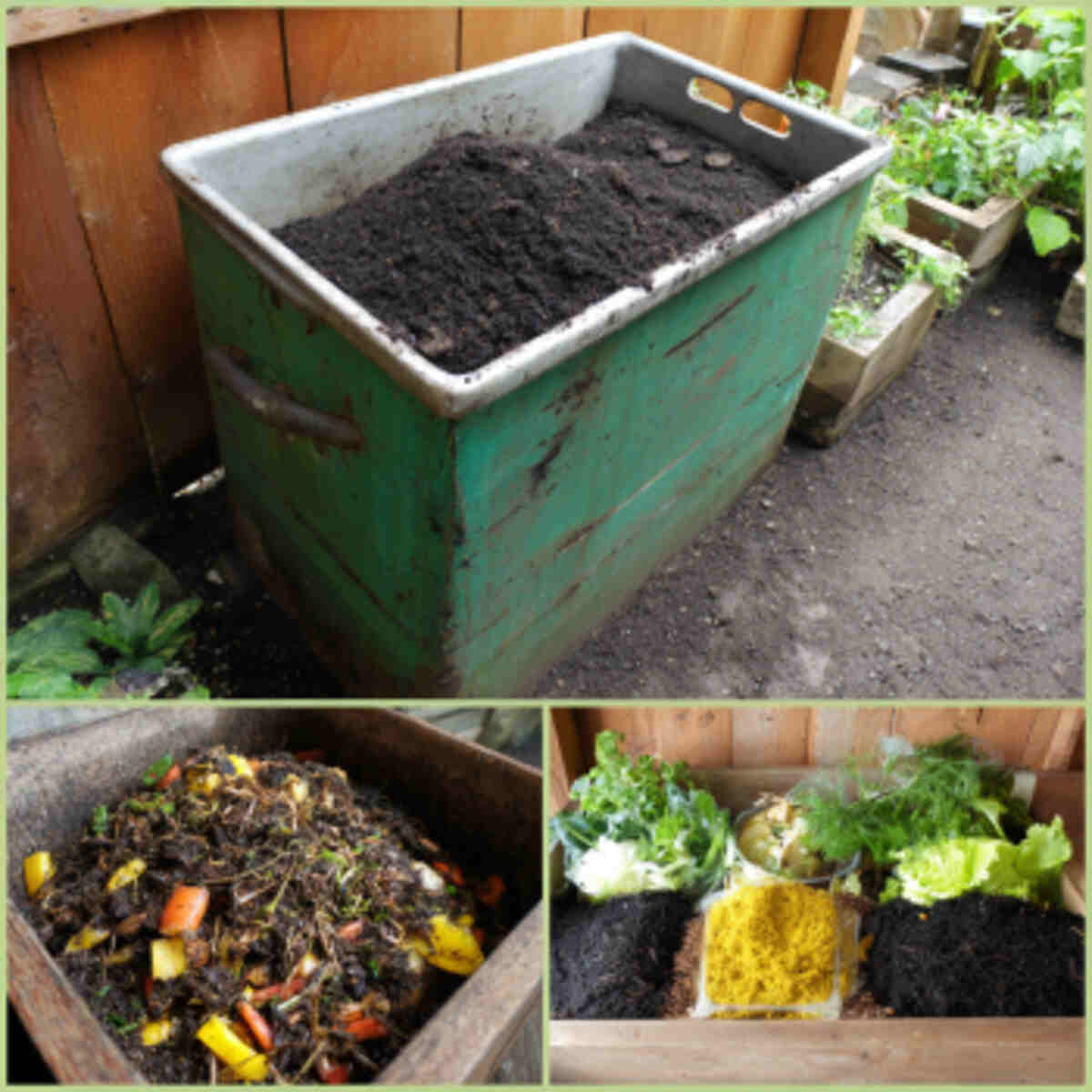 Worm Bin Feed