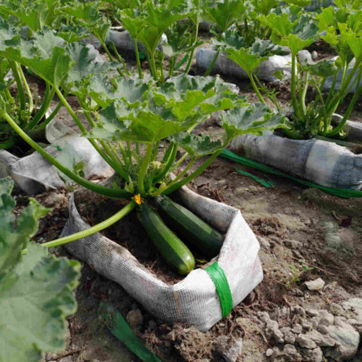 Zucchini in Reinforced Soil Bags
